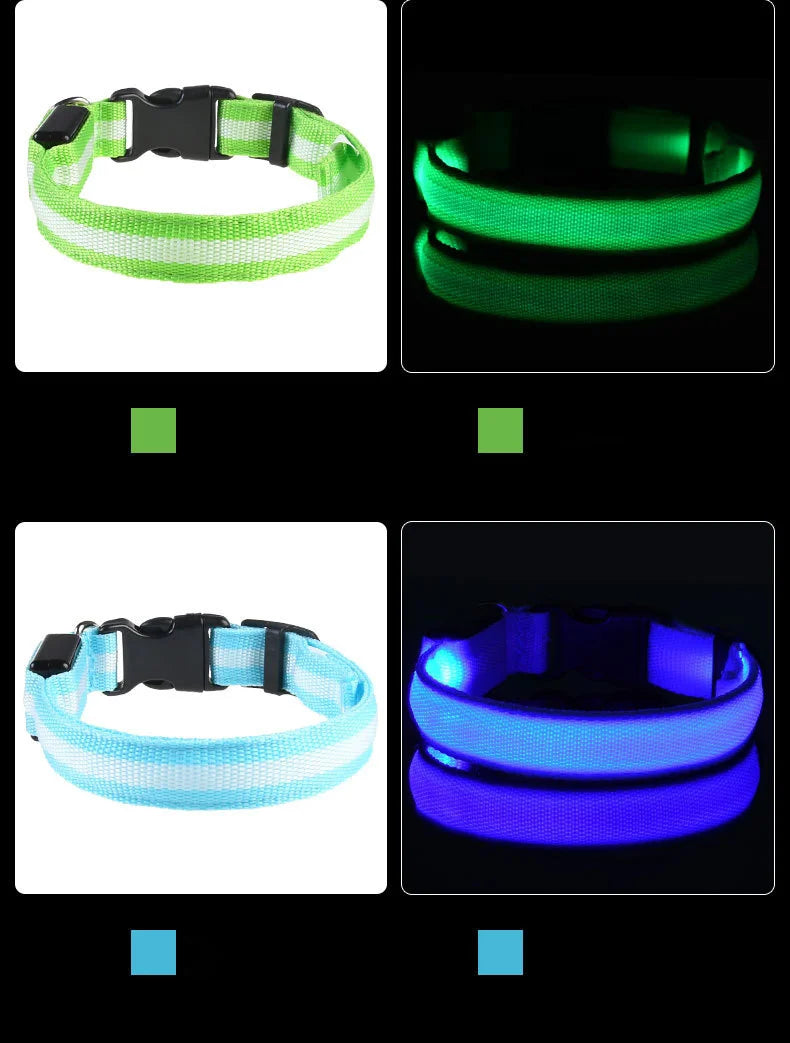 Correa LED para Perros con Collar Luminoso Seguridad Nocturna