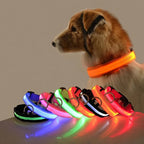 Correa LED para Perros con Collar Luminoso Seguridad Nocturna
