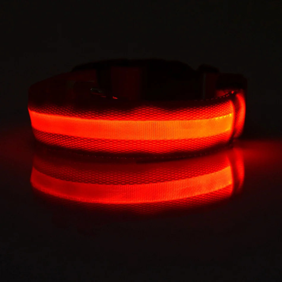 Correa LED para Perros con Collar Luminoso Seguridad Nocturna