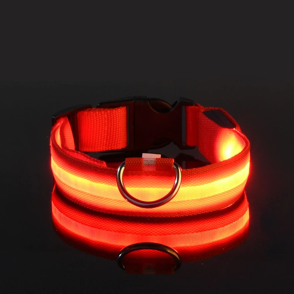 Correa LED para Perros con Collar Luminoso Seguridad Nocturna
