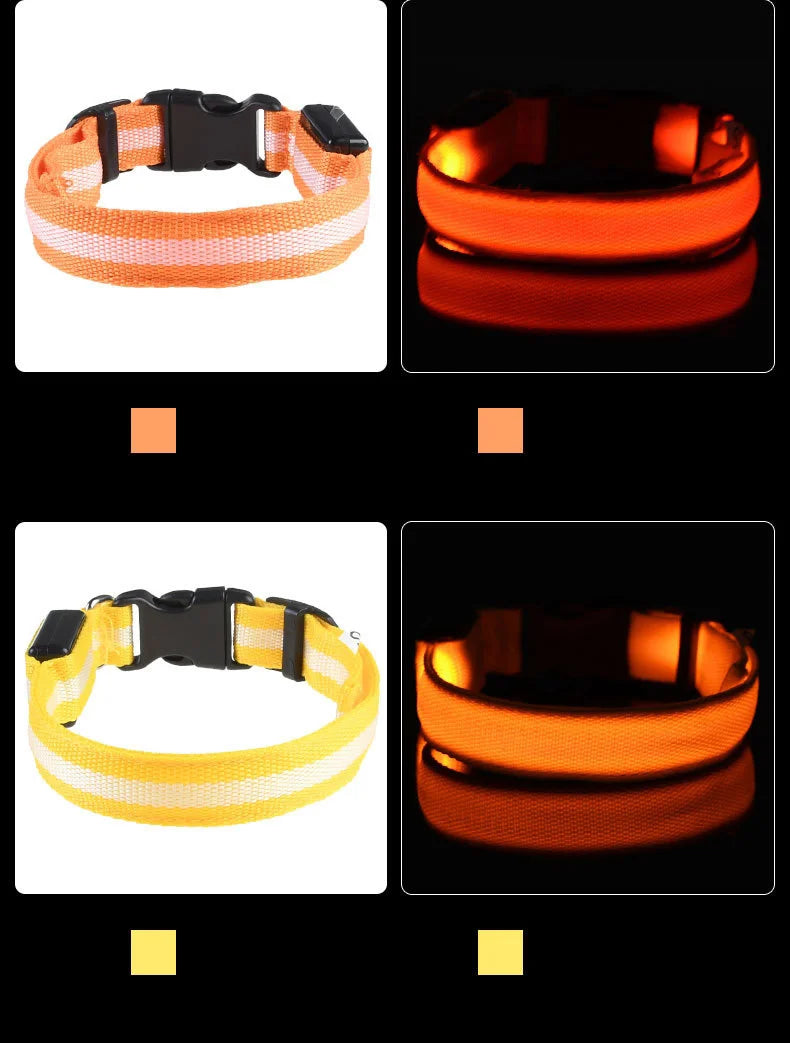 Correa LED para Perros con Collar Luminoso Seguridad Nocturna